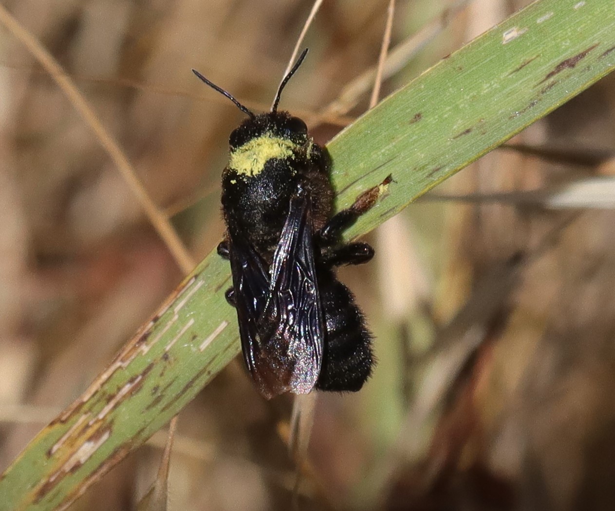 Xylocopa violacea cfr: no, Megachilidae -  Megachile (Chalicodoma) sp.